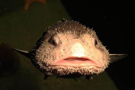 The Blobfish: More Than Just a Pretty Face, by Indira O.