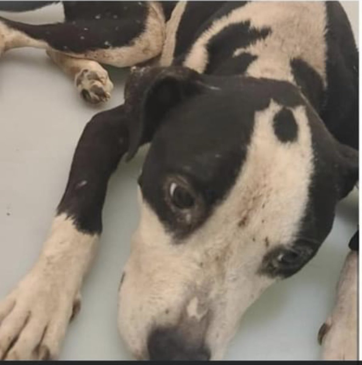 #TN #MEMPHIS
🆘🆘EMACIATED Hardy 1yo boy Found barely surviving stray extremely skinny(left photo)😢This sweet young pup needs good dinners, TLC &amp; to know what it is to be loved &amp; adored! Pls #RESCUE #FOSTER #PLEDGE #ADOPT #MASA15210 
facebook.com/18216482414803…