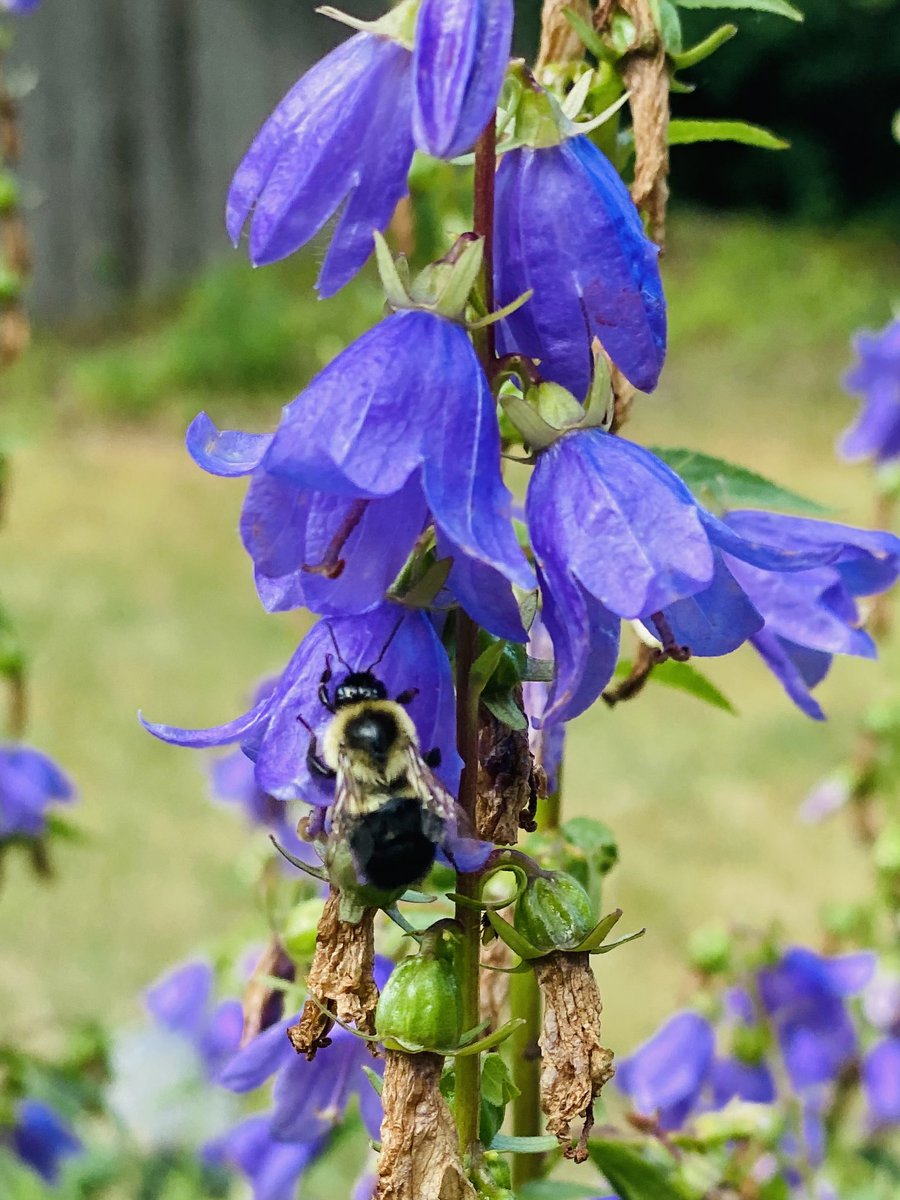 JustinGTHD's tweet image. First garden at the new house is a success! @cdoering5 @KKapsner2828 @DillonTHD @JFields_THD @RLM4040 @RickyrayHD @westons2310 @WenischDw @ShannonLFlynn3 @karen19932241
