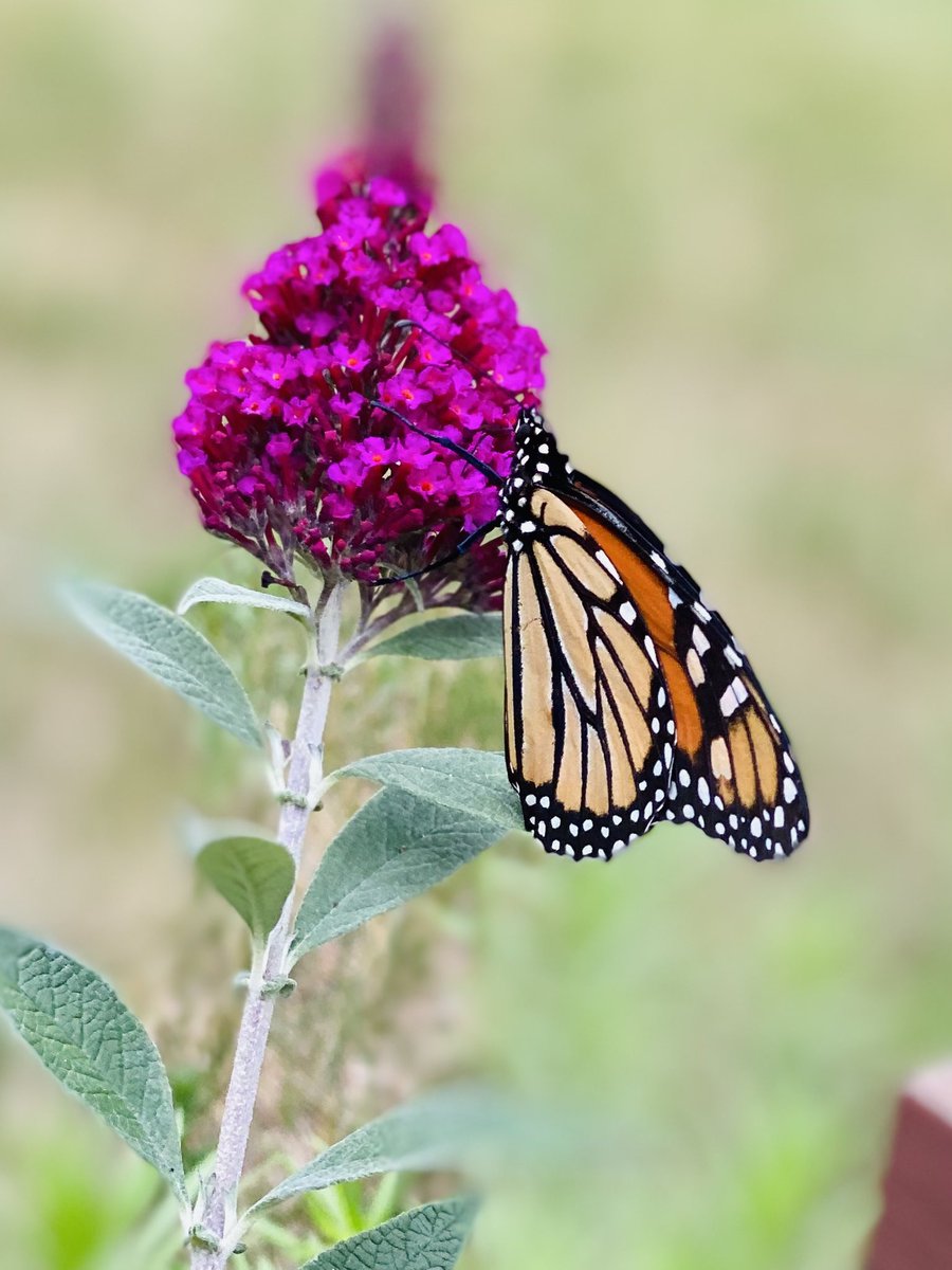 JustinGTHD's tweet image. First garden at the new house is a success! @cdoering5 @KKapsner2828 @DillonTHD @JFields_THD @RLM4040 @RickyrayHD @westons2310 @WenischDw @ShannonLFlynn3 @karen19932241