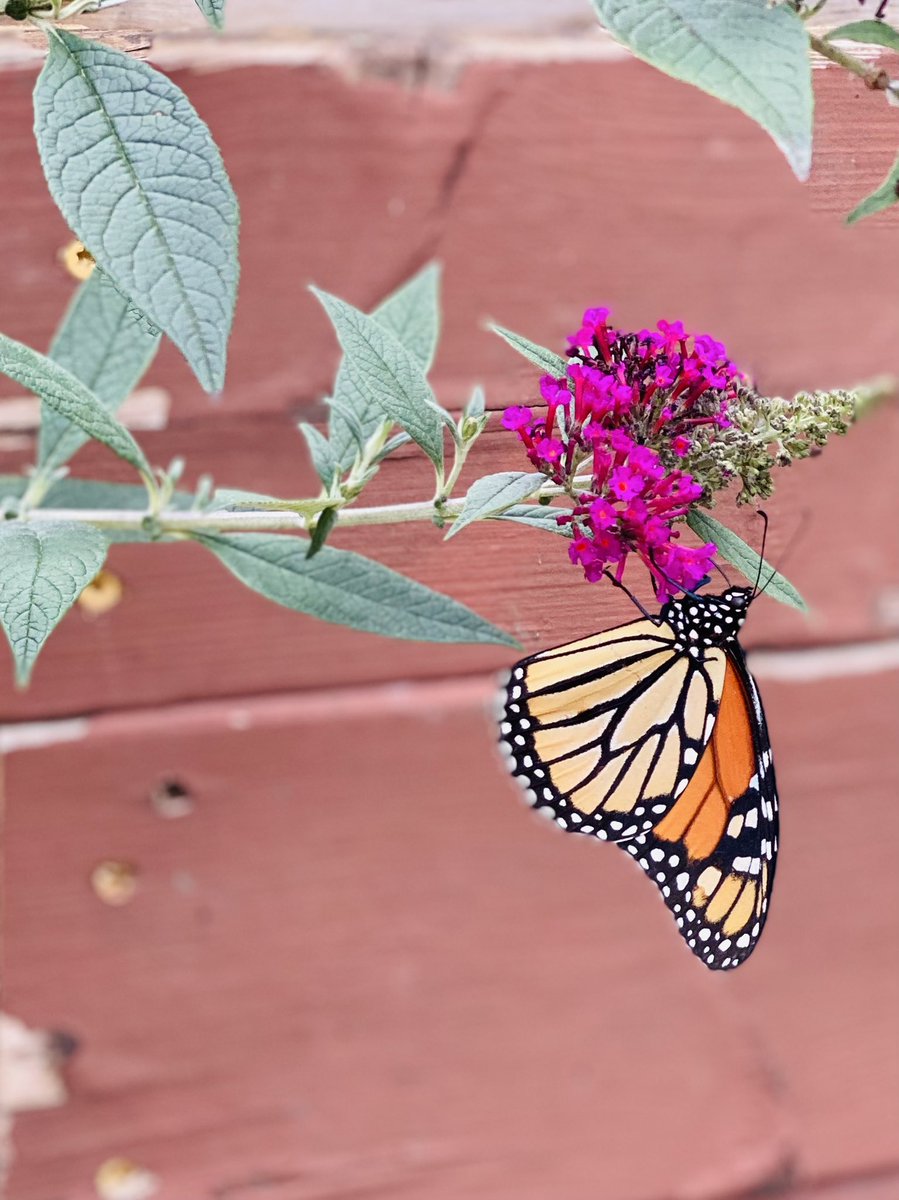 JustinGTHD's tweet image. First garden at the new house is a success! @cdoering5 @KKapsner2828 @DillonTHD @JFields_THD @RLM4040 @RickyrayHD @westons2310 @WenischDw @ShannonLFlynn3 @karen19932241