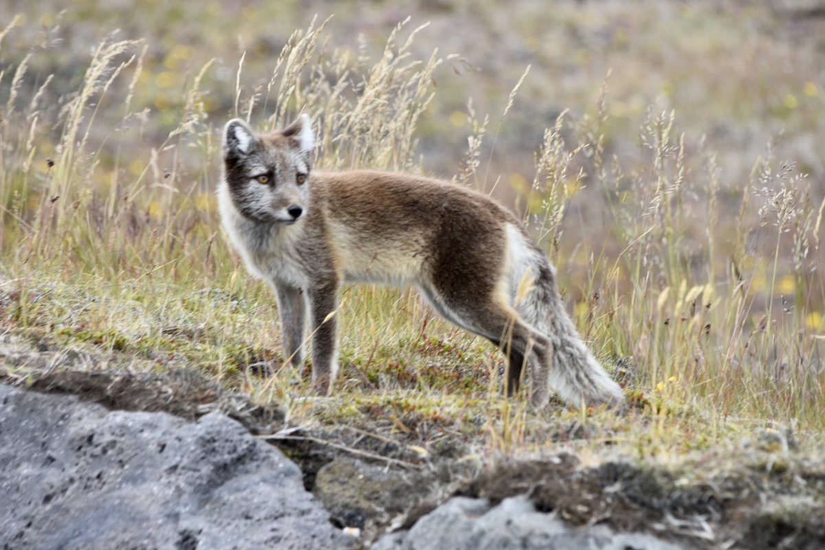 So excited to see an arctic fox today in the Snæfellsjökull National Park!
