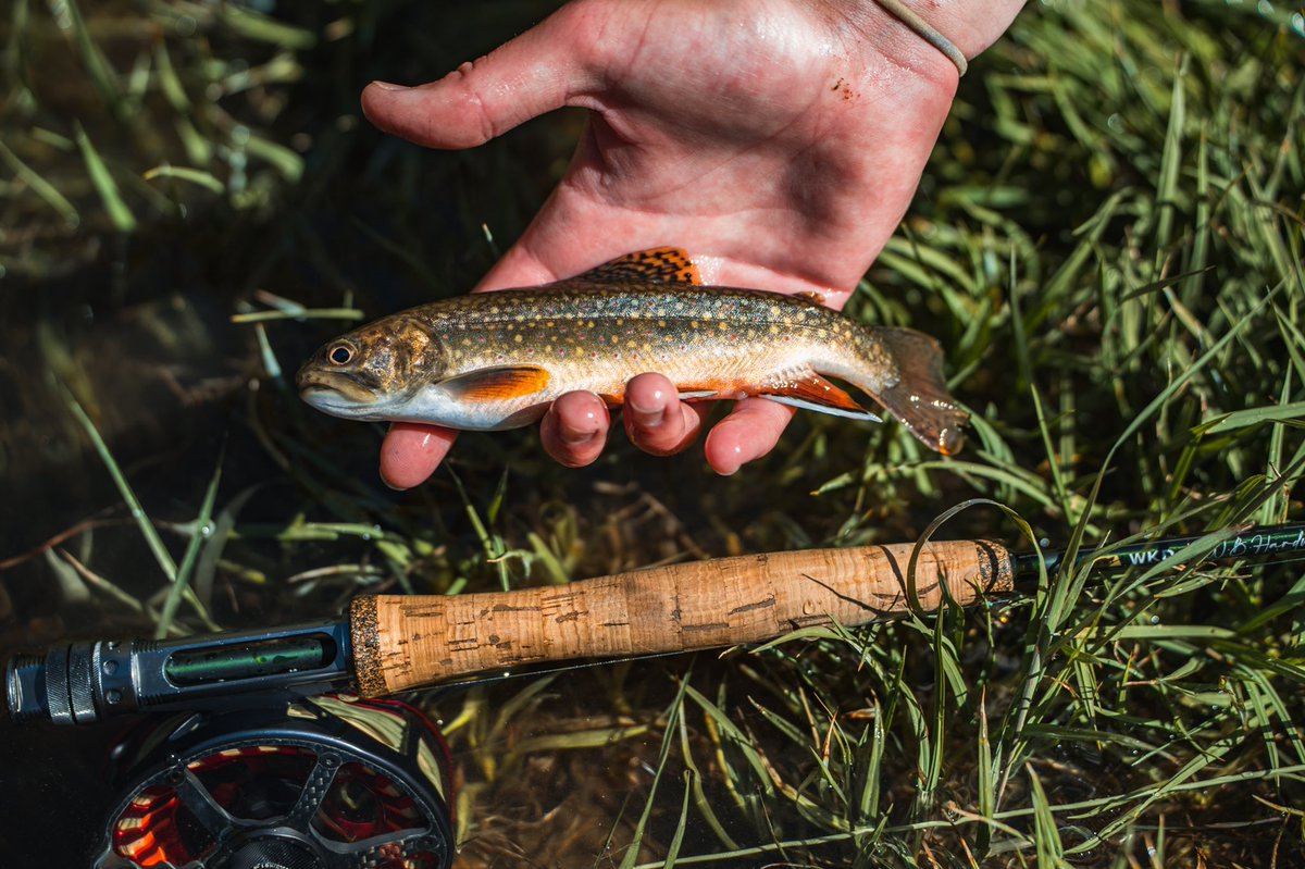 Wicked Fly Rod & Reel Co. tweet media