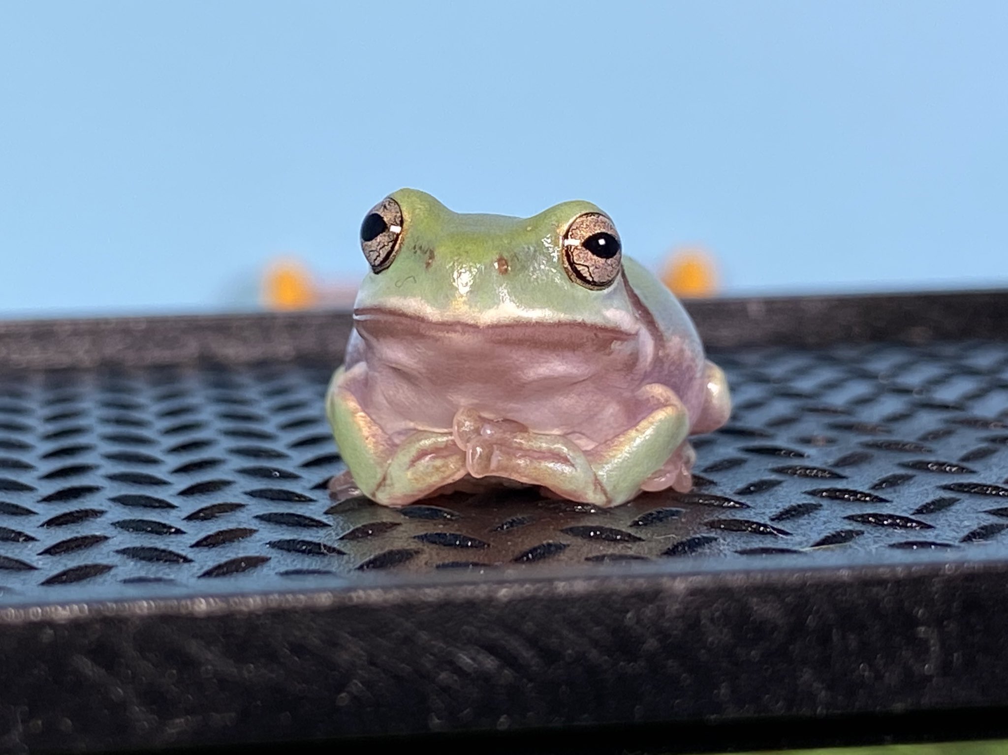 ピョン吉と一般人 カエル写真コンテスト最終日 まだまだ参加受け付け中です カエル界を盛り上げていきましょう カエル好き集まれ カエル写真コンテスト T Co Tdcutncdcx Twitter