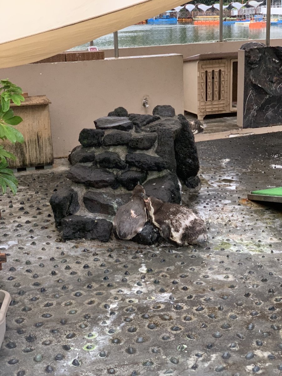 aquariumshimoda's tweet photo. どこにペンギンがいるか分かるでしょうか、、、?
.
.
.
.
.
夫婦で仲良く岩の上でお休み中…💤
羽が抜け替わっている途中なんです。
#フンボルトペンギン #No54 #No85 #下田 #下田水族館 #伊豆 #下田海中水族館 #水族館 #ペンギン #コツメカワウソ #aquarium #shimoda https://t.co/lV6fsNPqfg
