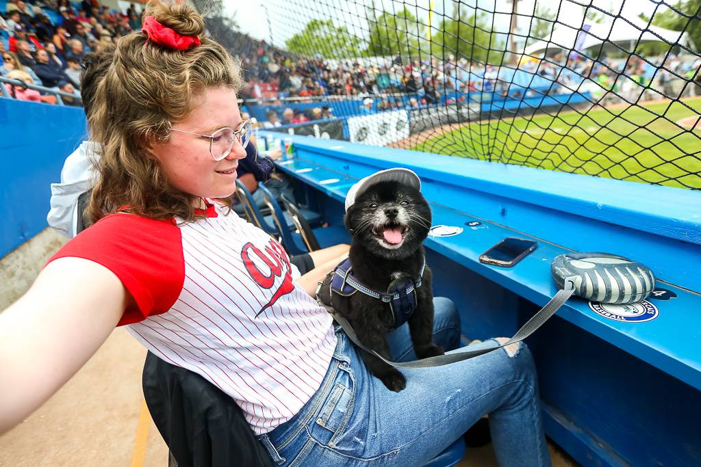 HarbourCats's tweet photo. SO MANY great, four-legged fans at the @bosleysonyates Bark In The Park today! ๐ถโพโฅ๏ธ
#HarbourCats #DoSomethingCool #Baseball #YYJPets #YYJ https://t.co/FhvaSjstk7
