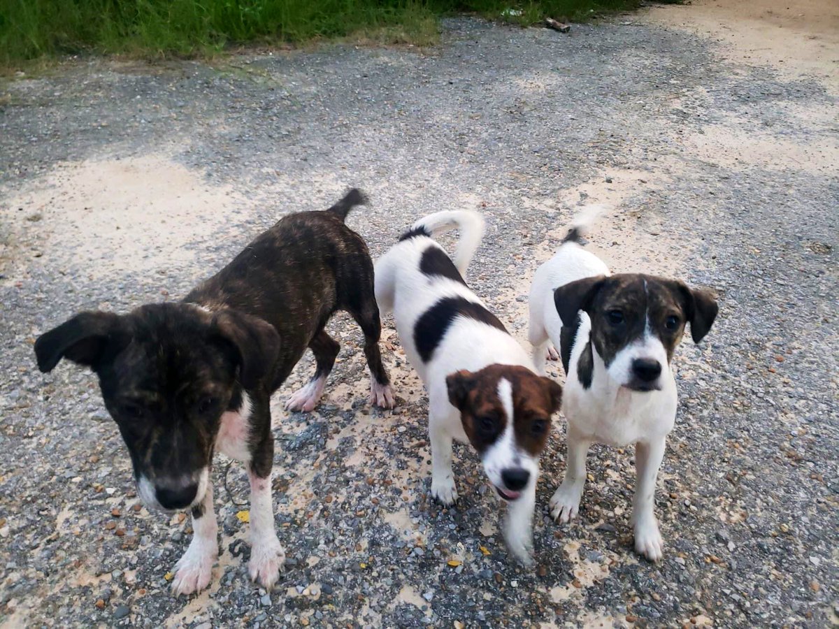 TNProverbs1210's tweet photo. Meet Violet, Iris, and Daisy. Just look at those innocent faces. Their story is in the pics below or you may check out our Facebook page. Our volunteer was their Godsend. #LifeguardsAtWork https://t.co/ar8yjMwcdp