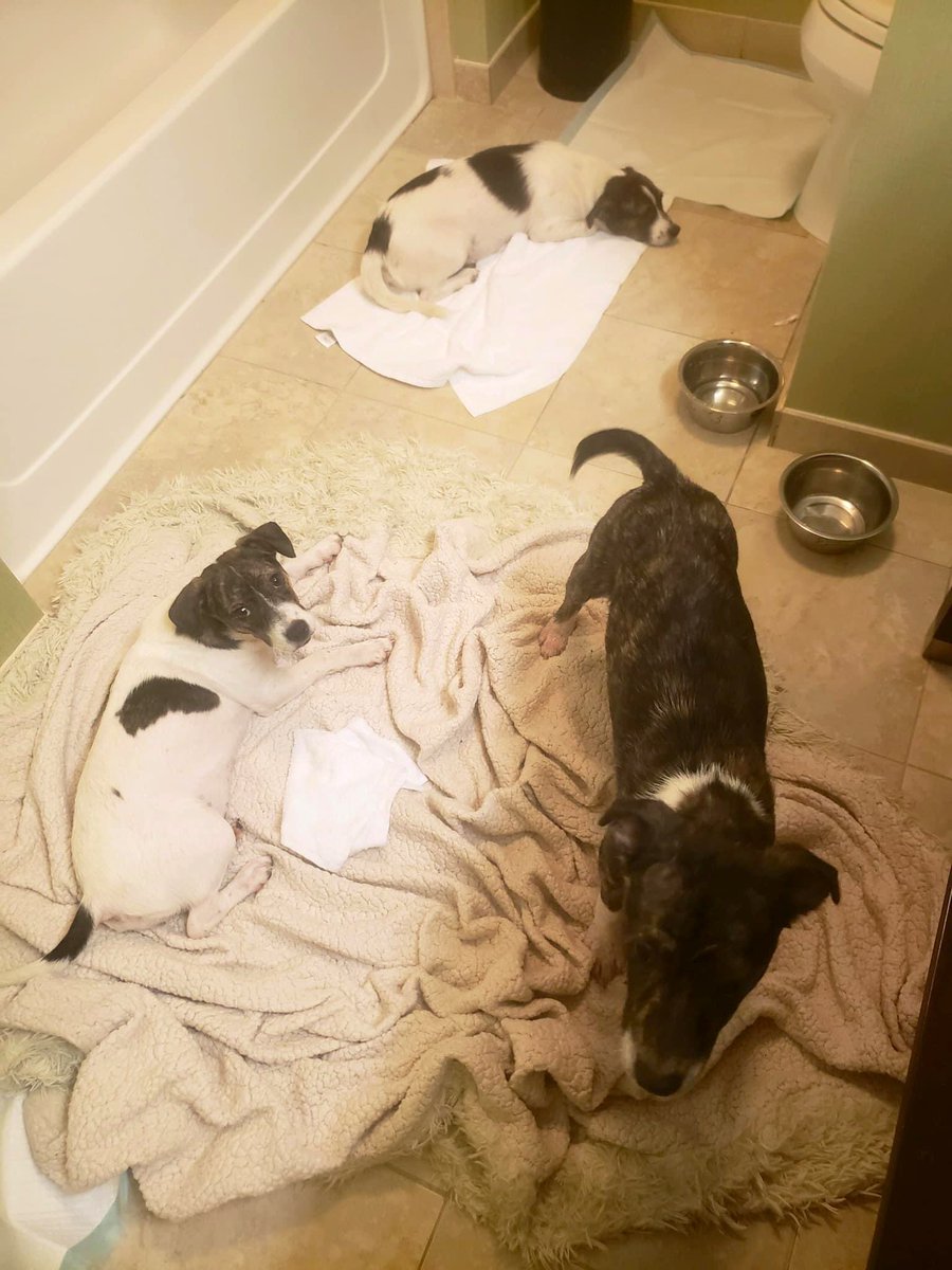 TNProverbs1210's tweet photo. Meet Violet, Iris, and Daisy. Just look at those innocent faces. Their story is in the pics below or you may check out our Facebook page. Our volunteer was their Godsend. #LifeguardsAtWork https://t.co/ar8yjMwcdp