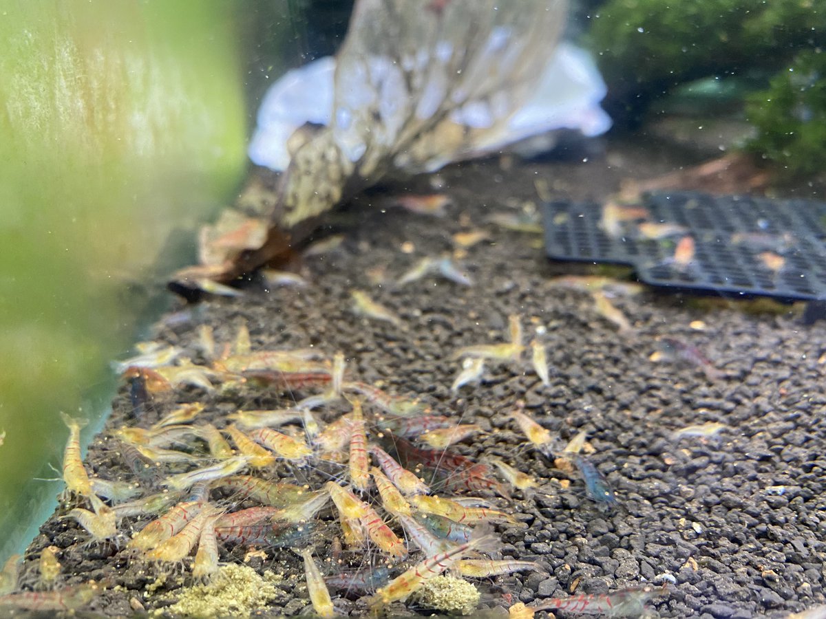 Shrimp_Kai's tweet photo. ゴールデンアイレッドサンダーシュリンプがめっちゃ増えて水槽が足りません😭

一匹300円で販売致します！！

欲しい方、気になる方いたらDMからお願いします🤲

#レッドサンダーシュリンプ https://t.co/Rl7VVY2BgH