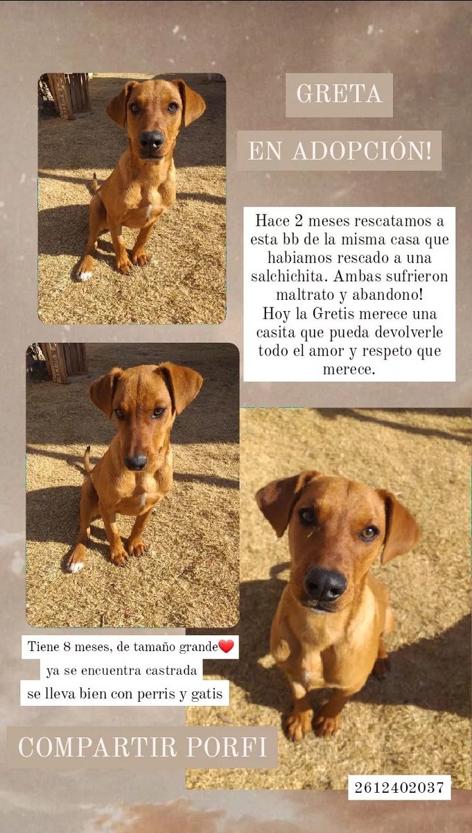 La GRETA ya está listisima para encontrar una familia que tanto merece. 
Es tamaño grande, tiene 8 meses aprox. Difundir porfiii. 
Dejo mi cel 2612402037