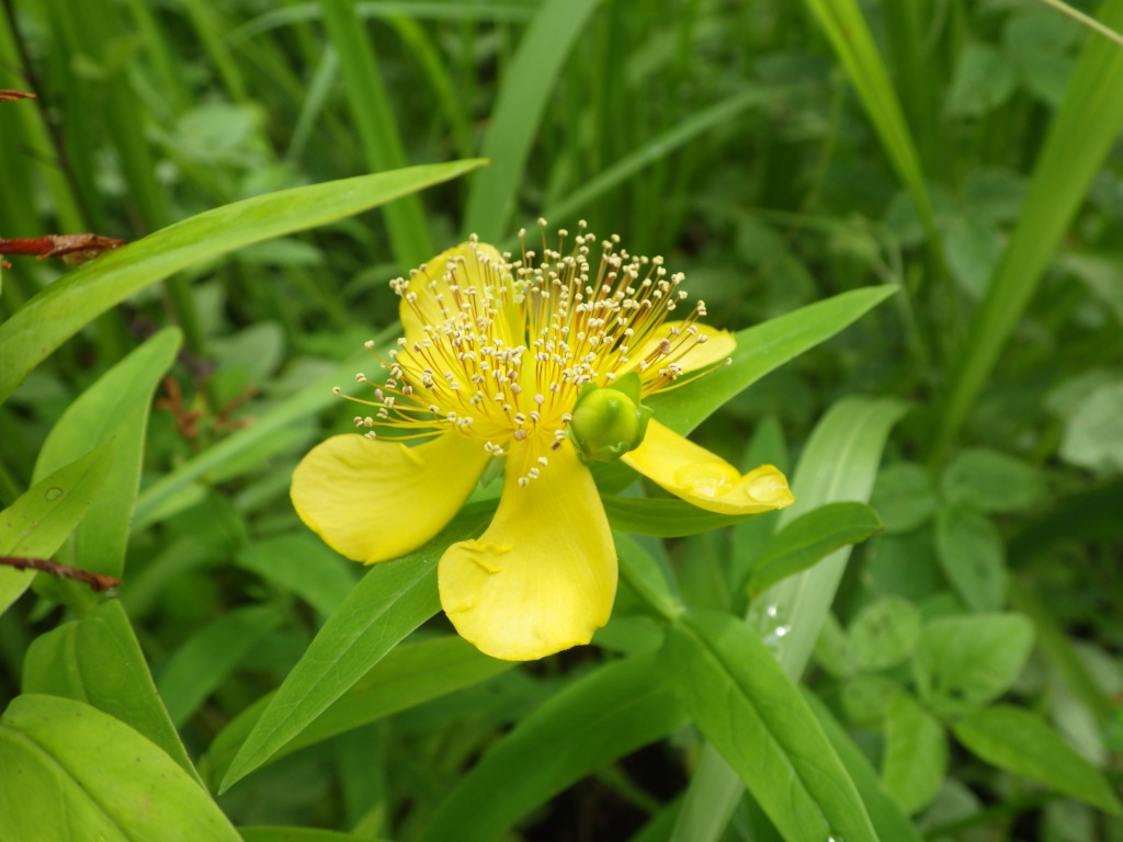 植物多様性センター 神代植物公園 奥多摩ゾーン石灰岩地となりの草地で トモエソウ が見頃です 6月からすでに咲いていたのですが 新しい花がまた咲いてきました 花は名前の通り特徴的な巴型で 単純な放射相称でありません 近くには同じ仲間の