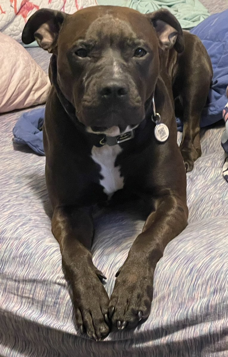 Lady at the pet store: This training collar has a 300yd range, and the static has 15 levels. Me to my 90lb dog determined to jump the fence: Okay sweet baby, let’s just set this at a level 2, okay goodest boy? #IFeelLikeAMonster