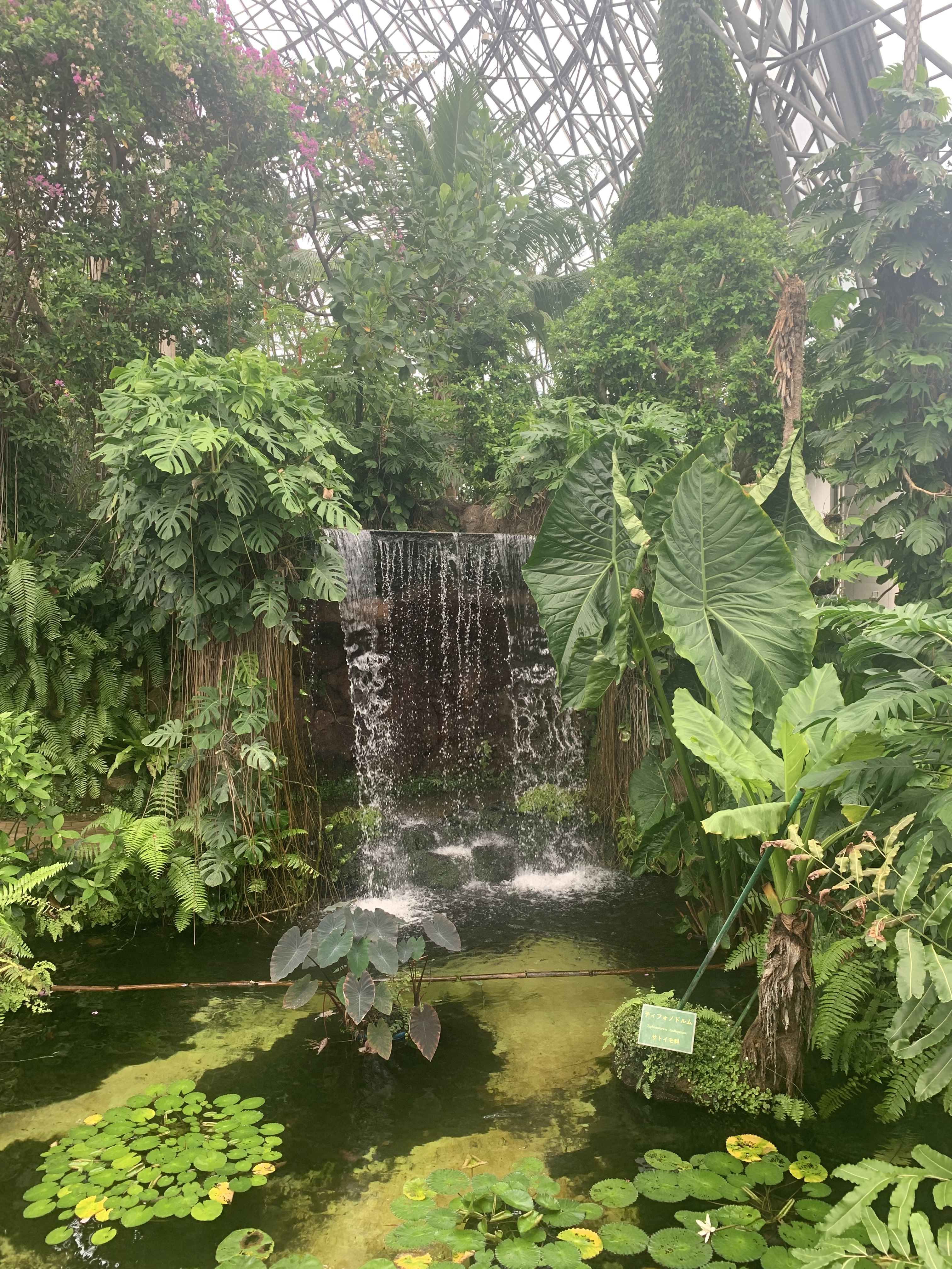 夢の島熱帯植物館 公式 Yumenetsu Twitter