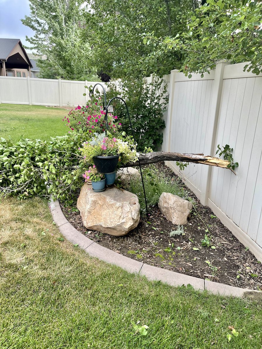 DiWin's tweet photo. Top of my backyard neighbor’s tree snapped in the wind, landed in our yard. Lots of wind but no rain. #utwx #mountaingreen https://t.co/Dy8XeP20l9
