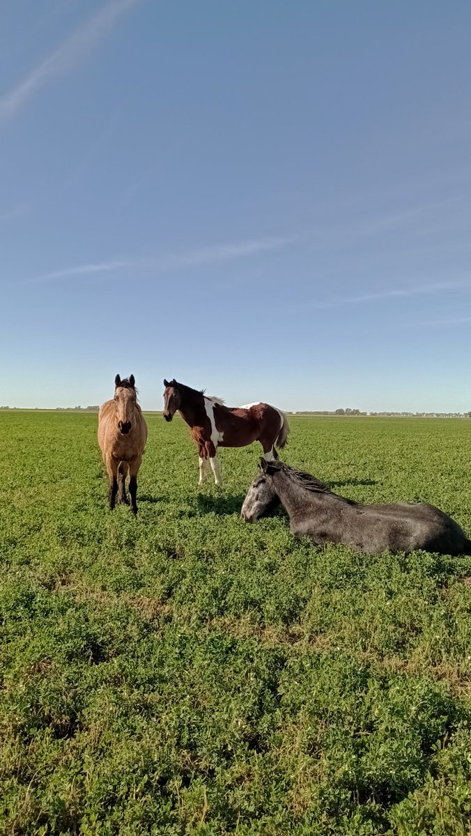 PauMolina98's tweet photo. 🐴🌾 https://t.co/79J1bpxHIk