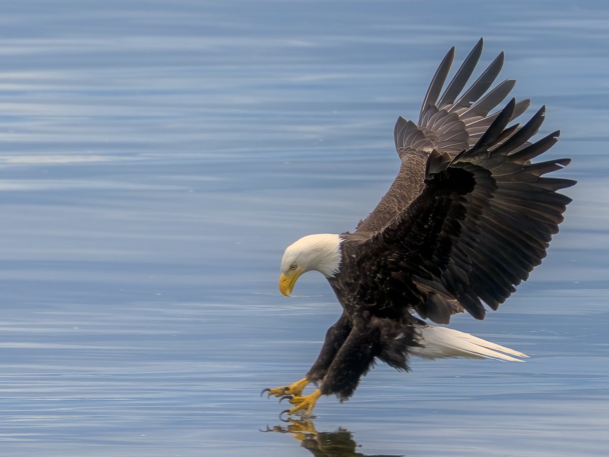 chingsemb's tweet image. Went to Seabeck and watched the locals fish today