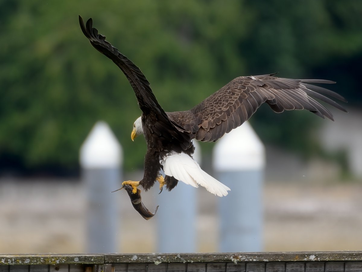 chingsemb's tweet image. Went to Seabeck and watched the locals fish today