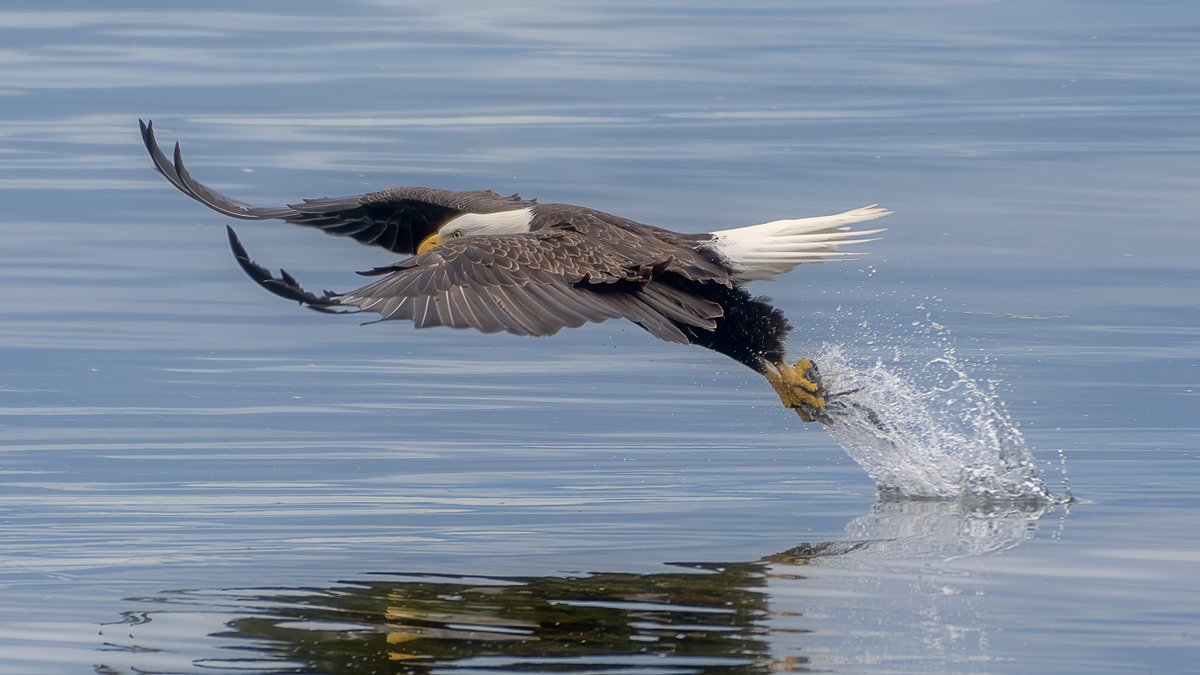 chingsemb's tweet image. Went to Seabeck and watched the locals fish today