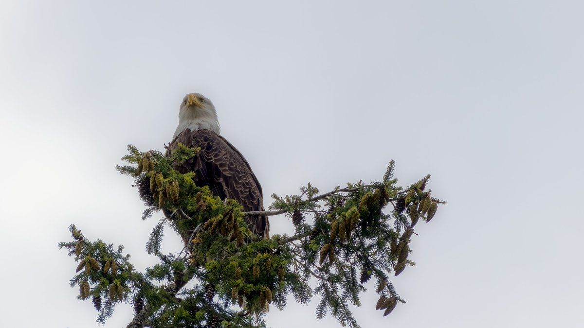 chingsemb's tweet image. Went to Seabeck and watched the locals fish today