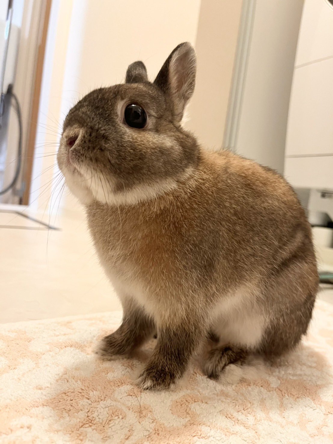 おいらはおもち おいらうさぎ達は生態系の頂点もち うさぎのいる暮らし うさぎのいる生活 ネザーランドドワーフ T Co Cvrngfoq5y Twitter