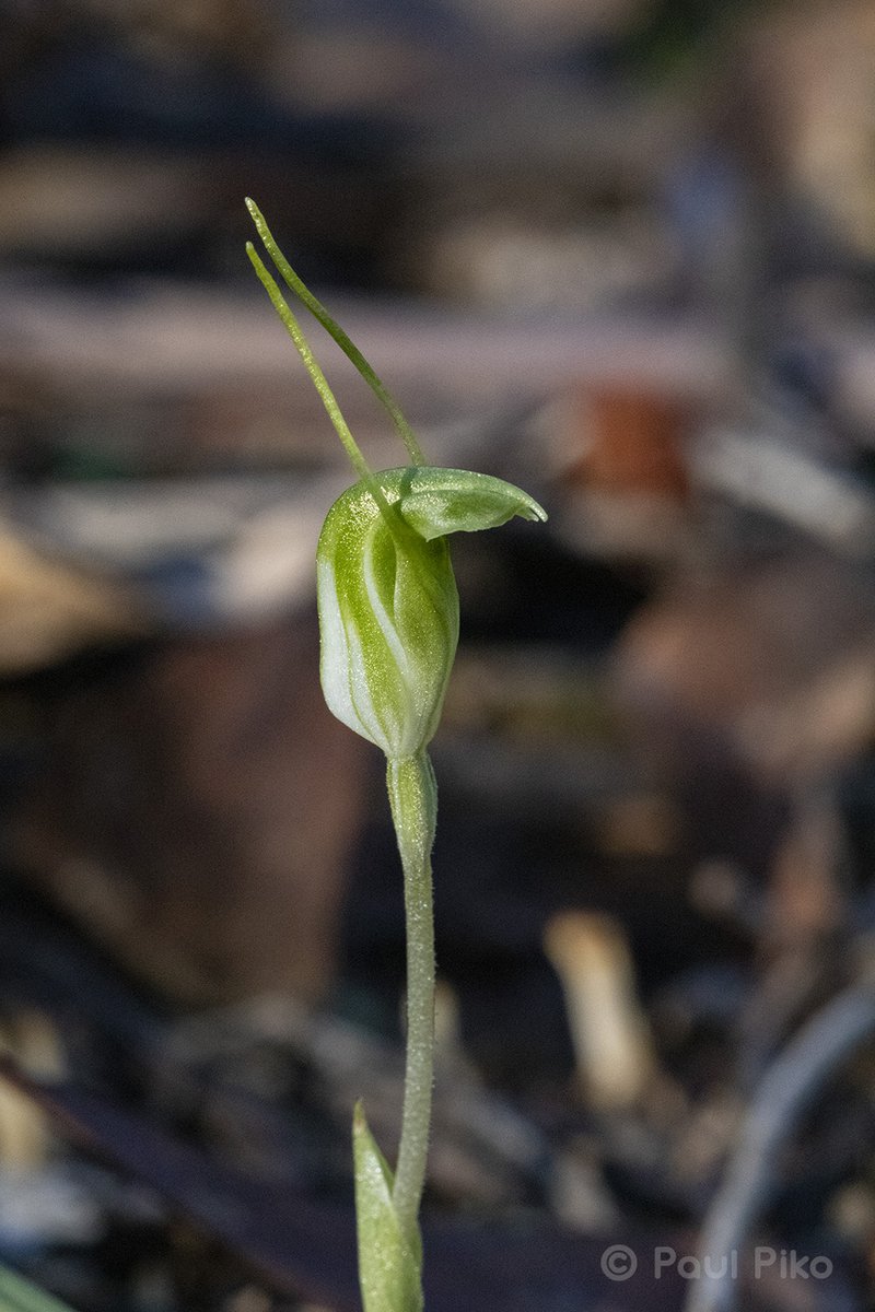 ANOSVictoria's tweet photo. Coming up:

Main meeting: AGM and Orchids of Macarthur NSW

Trips to Broadford and Enfield

Orchid working bees west of Melbourne

Monitor and search near St Arnaud

Orchid survey new Bush Heritage property @BushHeritageAus

Cultivation-Propagation Group 
Epiphyte Study Group https://t.co/LC7macuDOz