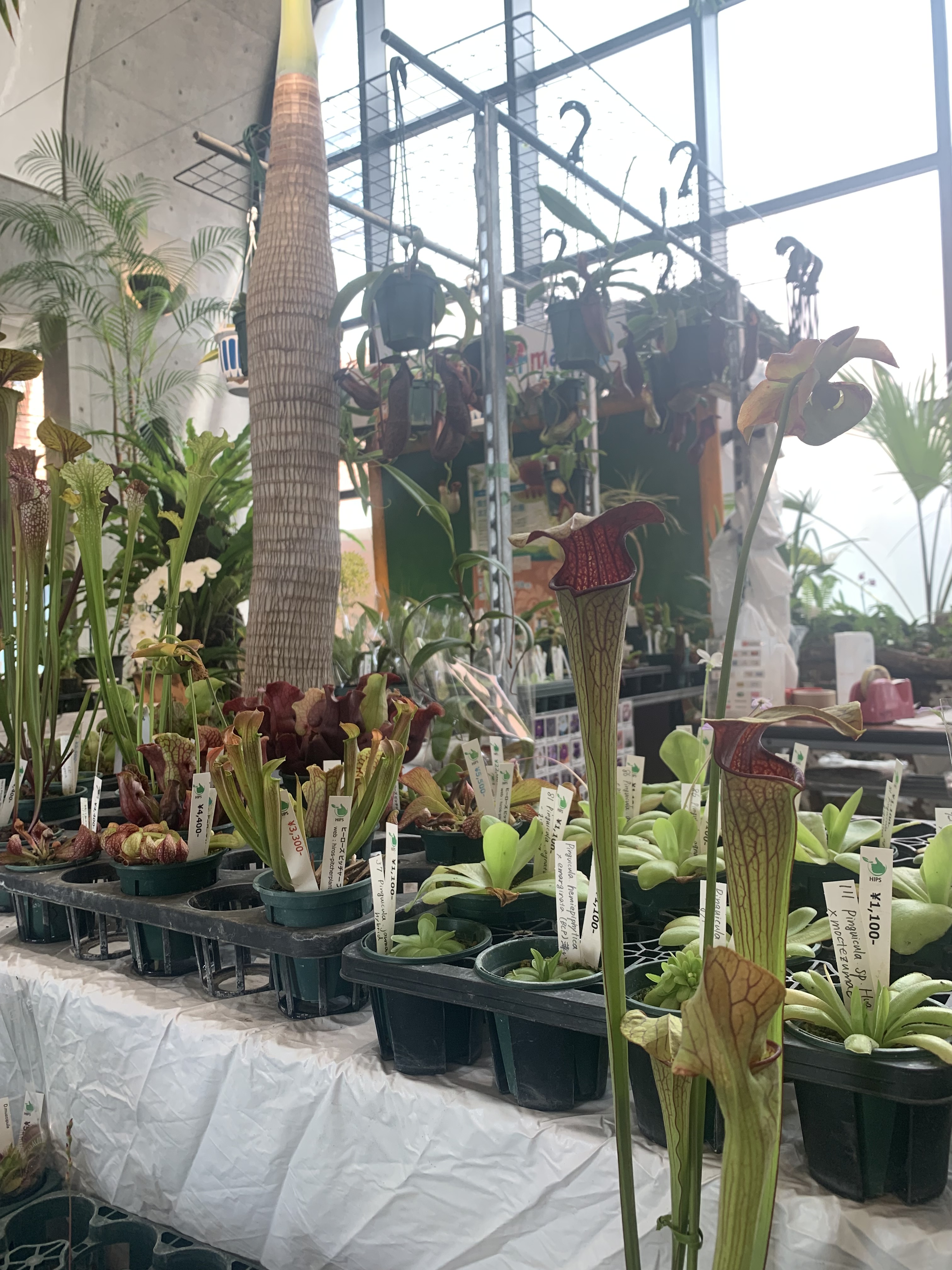 夢の島熱帯植物館 公式 Yumenetsu Twitter