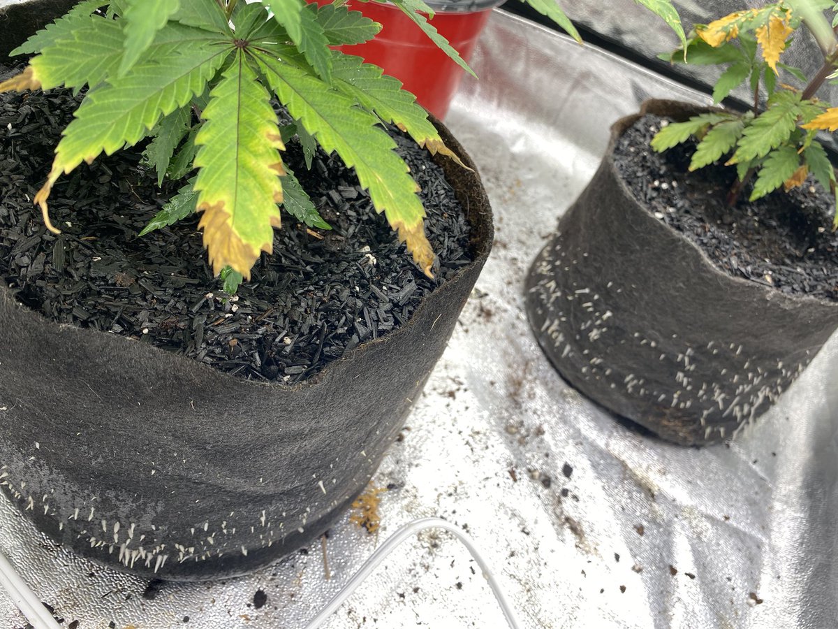 terpytrichomes's tweet photo. We’ve repurposed our 2x4 tent to house our misfit clones. Might be time to repot these gals😂 I like to root for the underdog, let’s see what these babies can do! 

#Mmemberville #CannabisCommunity #growyourown #rootsfordays https://t.co/pvzpxZgCk1