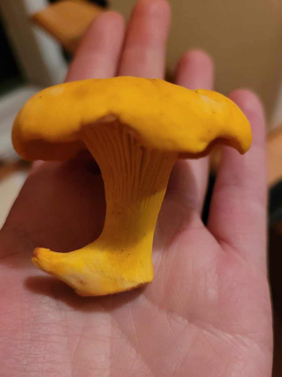NewfoundlandNa's tweet photo. 🍄Chanterelle season is finally here! This is by far one of my favorites. It looks like a witche's boot or an elf's shoe 🤣 #ComeHomeyear2022  #explorenl #newfoundland #NN2022 https://t.co/MDlWzj2E87