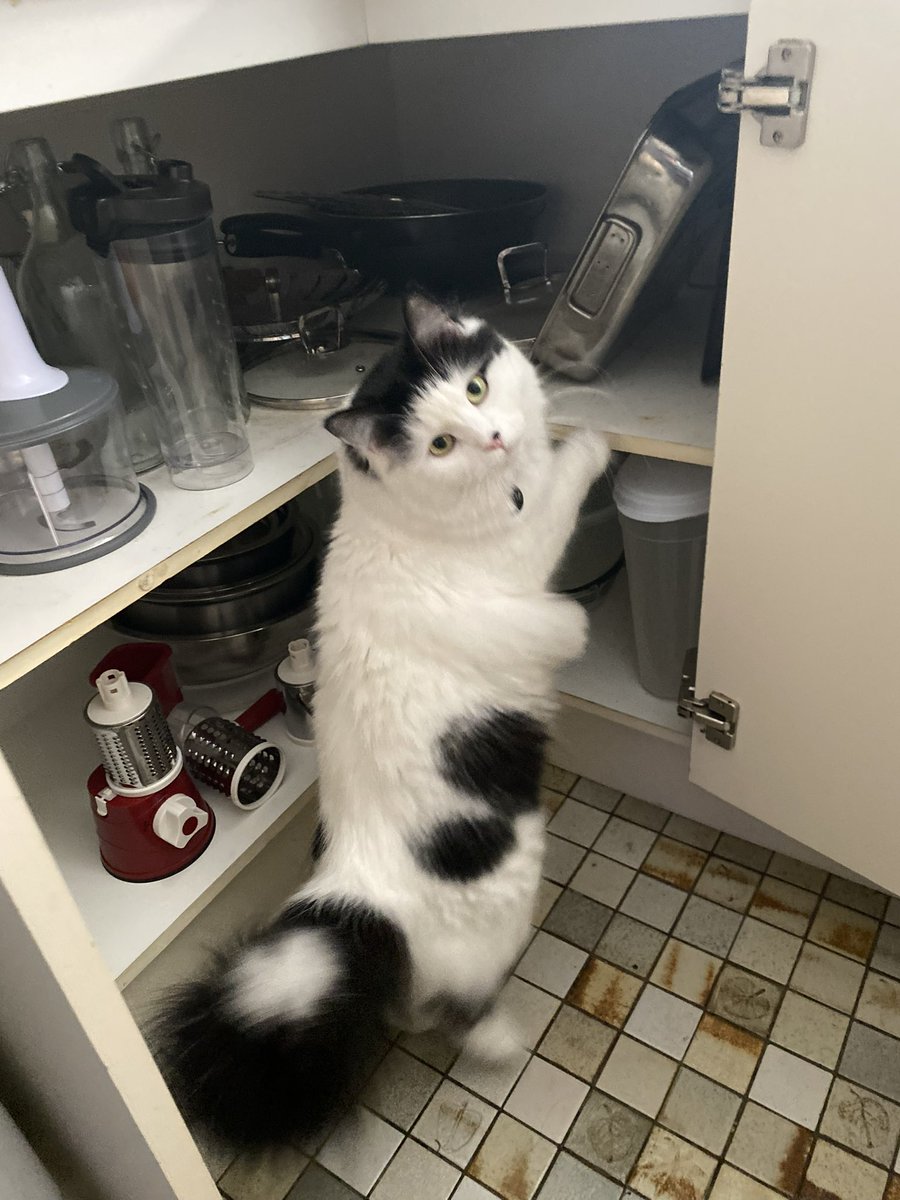 wagglefloof's tweet photo. I iz helping to clean out and organise the cupboards… 😸❤️🐾 #helpercat #CatsOfTwitter https://t.co/u5aOmgEEH1
