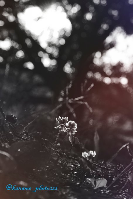 Fujifのtwitterイラスト検索結果