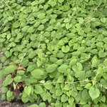 アサガオを放っておくと…。侵食が進み大変なことに!