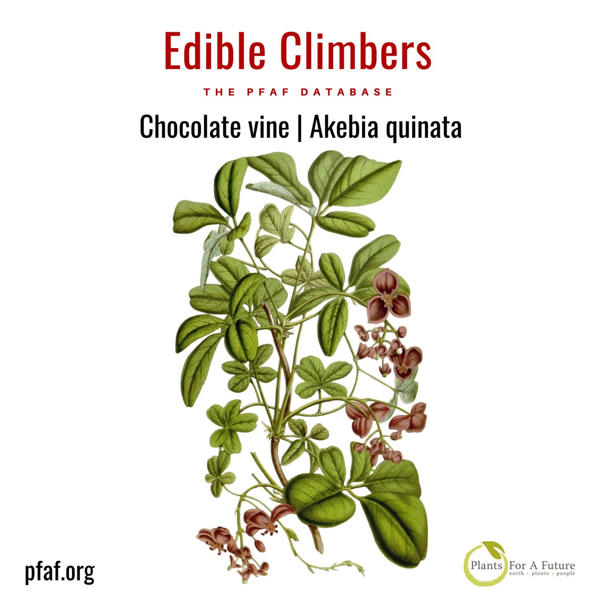 Chocolate vine | Akebia quinata. The fruit can be 5-10cm (4in) long and has a delicate flavour and a soft, juicy texture.