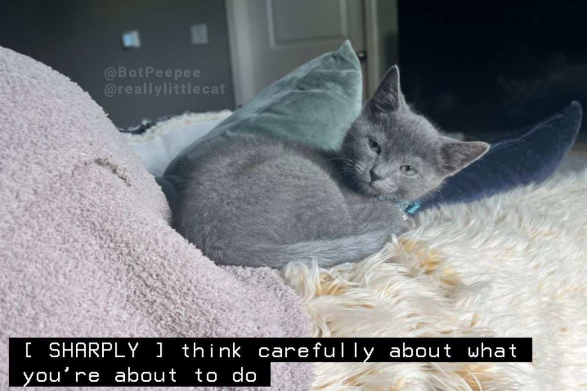 kitty captions! 🧡 tweet media