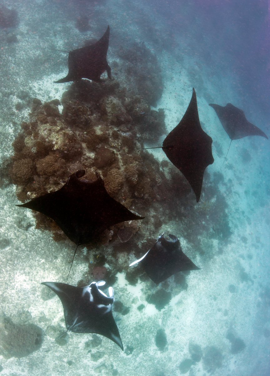 Dr. Rob Perryman tweet media