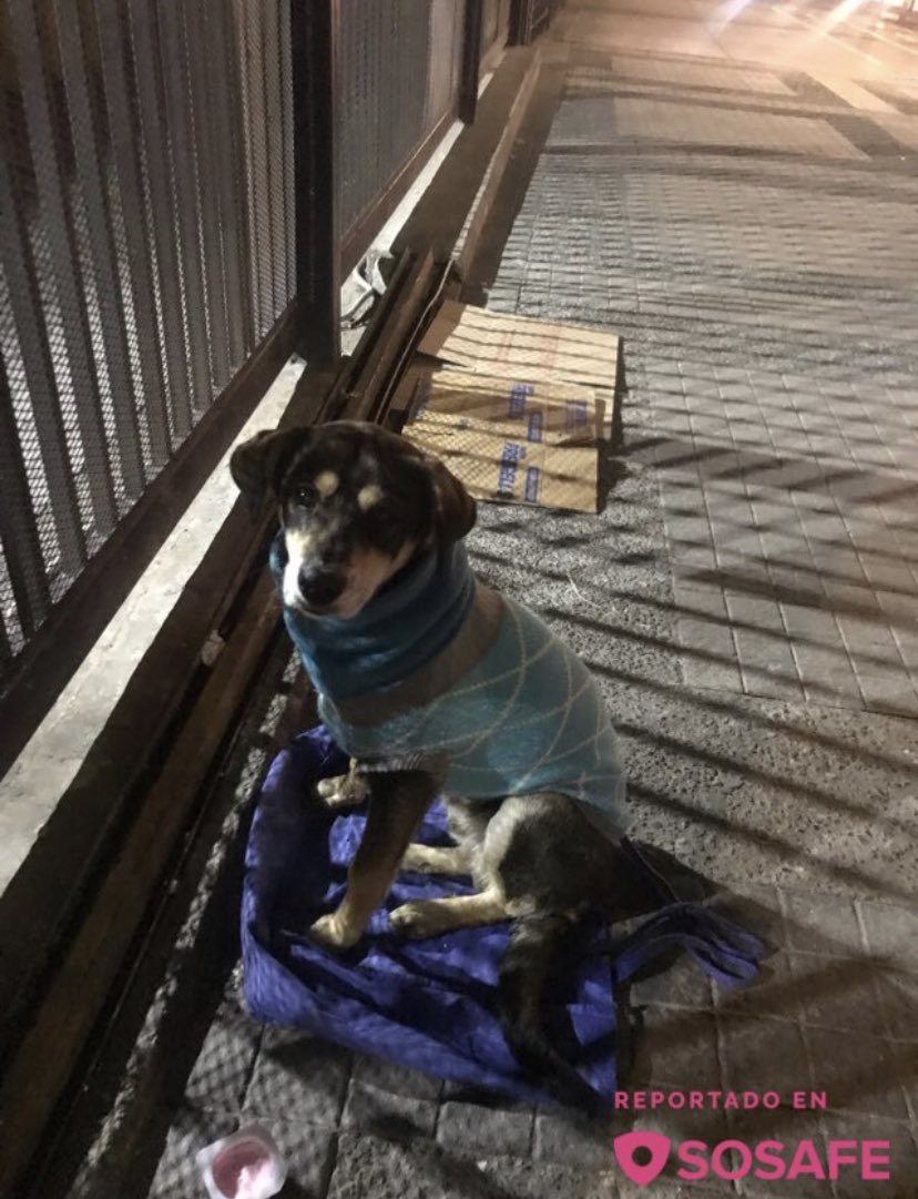 Elena_sin_H's tweet photo. Acabo de pasar por ahí y estaba todavía (metro Vicente Valdés), ayúdenme a difundir por si alguien puede darle techo aunque sea por la noche 🥺 https://t.co/k7lHgRFuUh