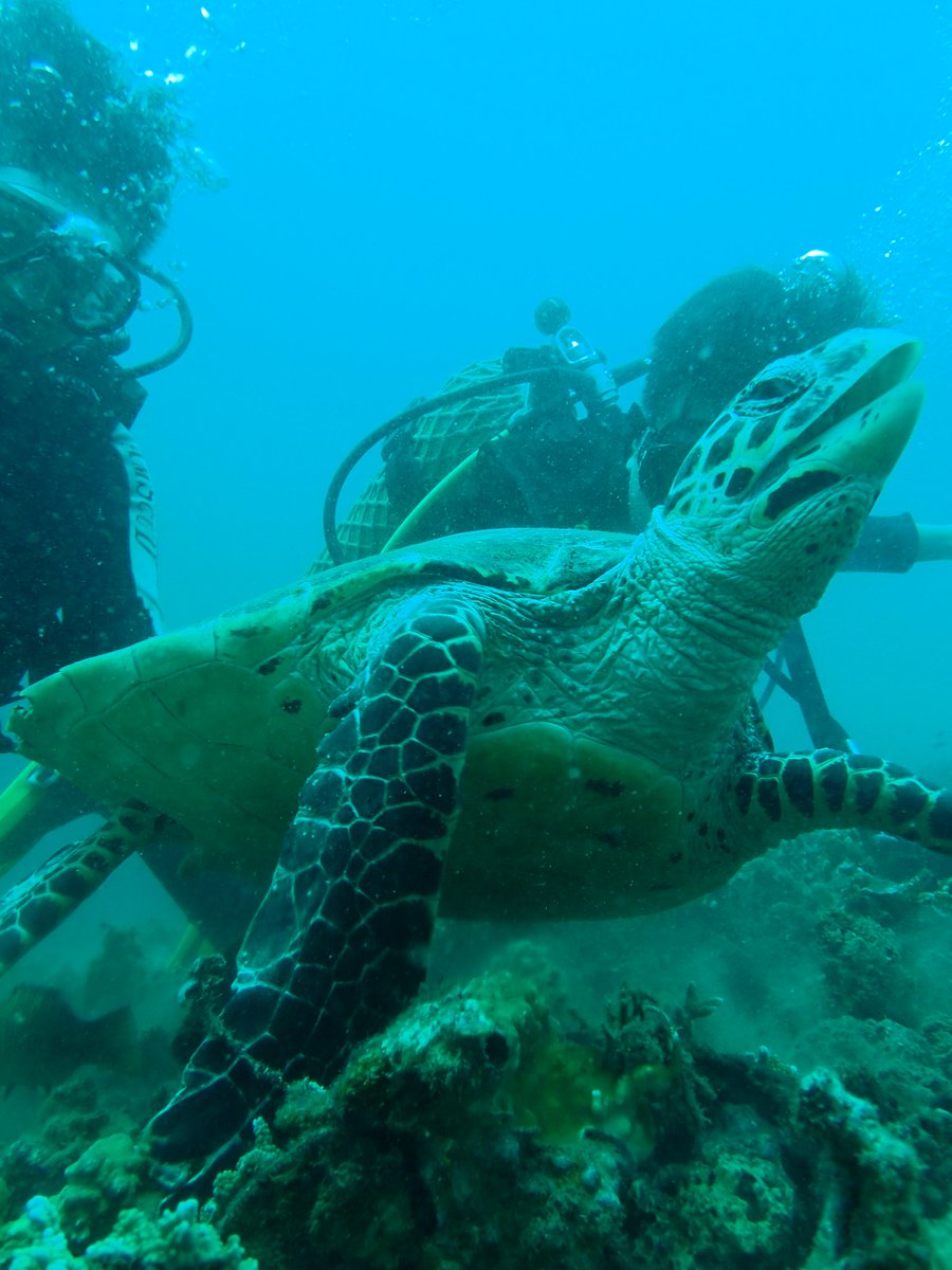 enadive's tweet photo. come and dive with us is Bali https://t.co/HnQv5WaDgS #scuba #scubadiving #scubadivetrip #divetravel #divebali #diveindonesia #padi #padidiver #padiopenwaterdiver #snorkeling https://t.co/ZbcrUfk7Dp