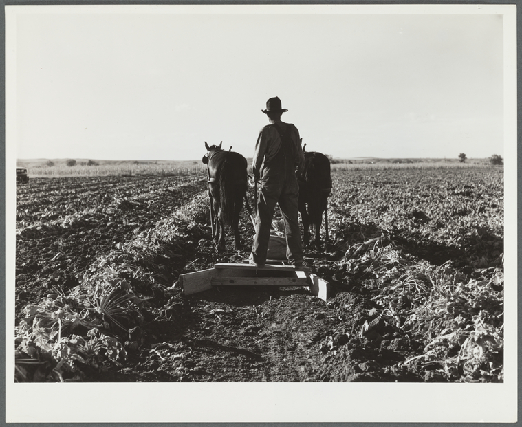 Maps and History on Twitter "Bows between the pulled beets are flattened before piling the