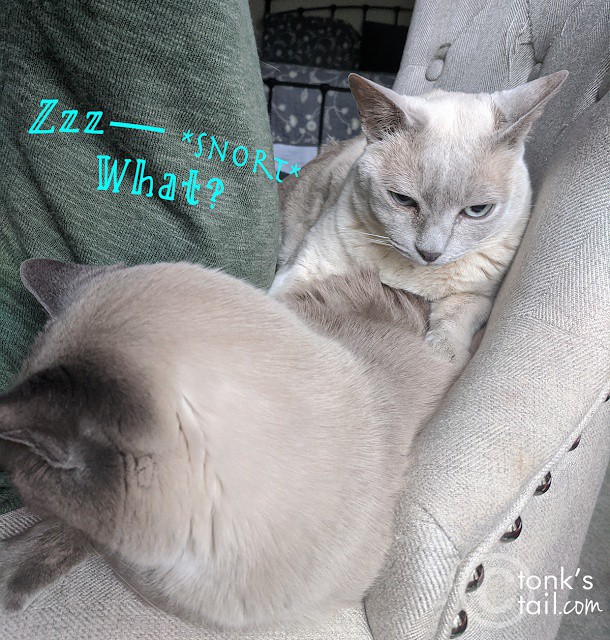 TonksTail's tweet photo. Heyyy, I'm sharing MY chair with you guys!

Read the full article: When your nap is rudely interrupted
▸ https://t.co/5Svd91CZR1

#cats https://t.co/arIHCLmUbN