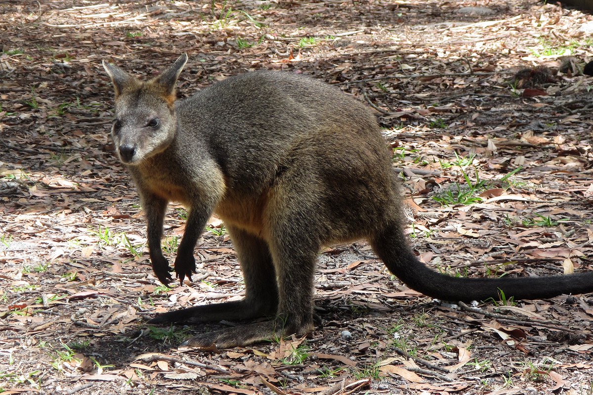 Each Monday on our Booderee Instagram & Facebook accounts we celebrate #MacropodMonday & feature a cool macropod photo & sometimes share fun facts!
Enjoy this swamp wallaby 🦘 who's probably thinking about whether its next snack will be grass, ferns or leaves!
📷 Ray Turnbull