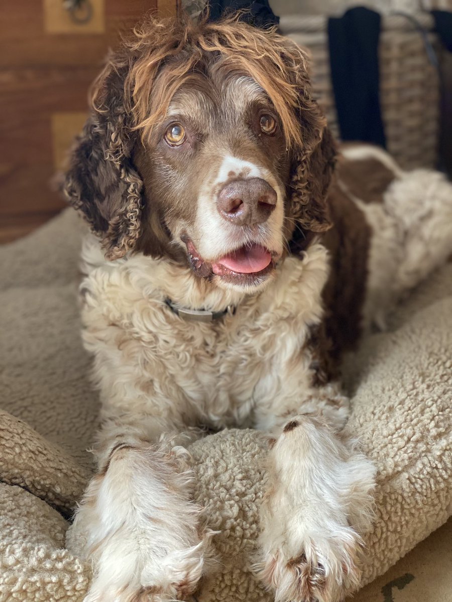 SpanielsSuper's tweet photo. Mum, it’s soooo hot &amp; getting hotter 🥵
My tongue’s emerging ….. 
I’m in the shade
The fans on max
I’ve had lots to drink
ITS ONLY 8.00 O’CLOCK #Help #Hot #HotDog #FanOnMax https://t.co/uY2qxdQcIw
