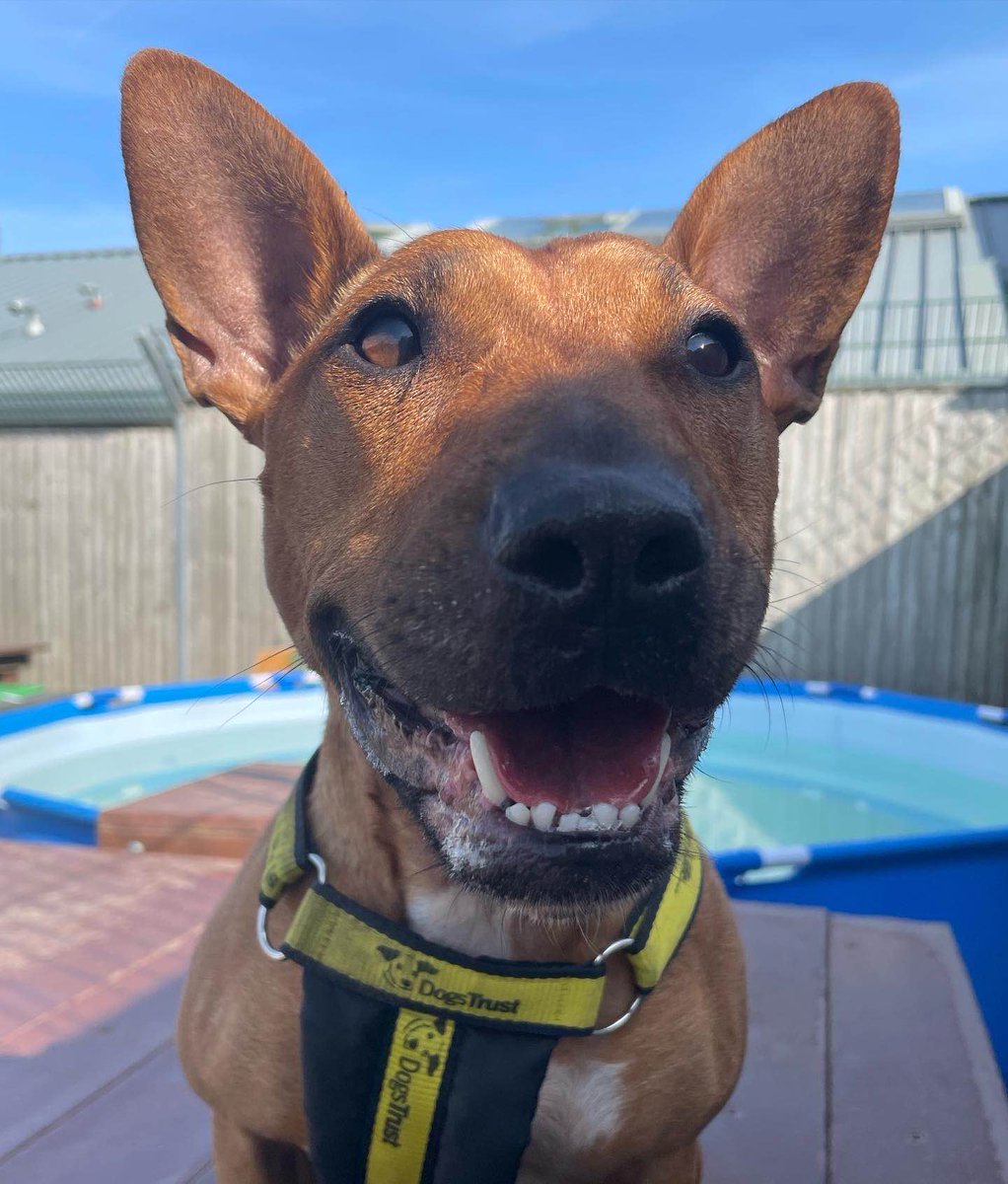 DogsTrust_IE's tweet image. Aurora showing off her poolside posing skills earlier today 💁‍♀️🏖 

#ANatural #PoolPosing 

For tips on keeping your dog cool, please see: dogstrust.ie/whats-happenin…