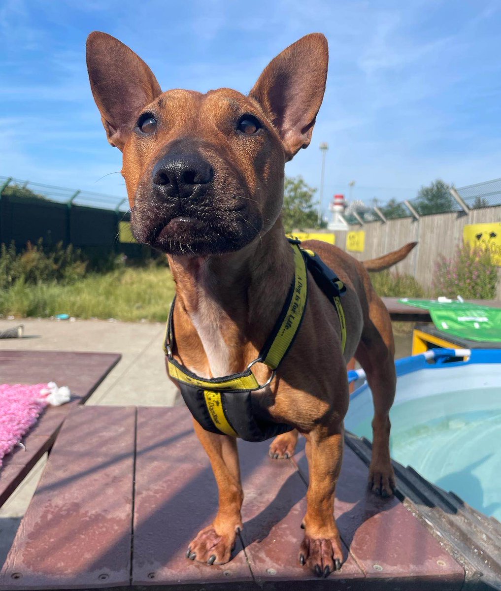 DogsTrust_IE's tweet image. Aurora showing off her poolside posing skills earlier today 💁‍♀️🏖 

#ANatural #PoolPosing 

For tips on keeping your dog cool, please see: dogstrust.ie/whats-happenin…
