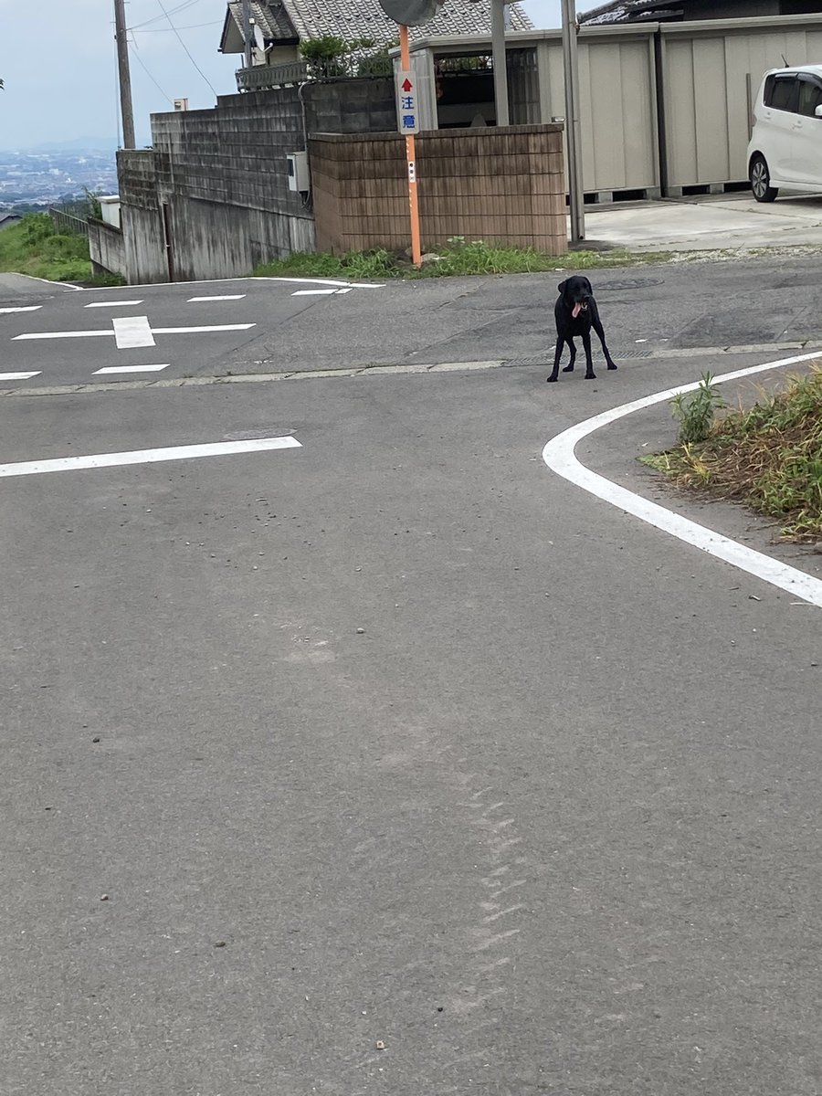 群馬県北群馬郡で黒ラブ探している方いらっしゃいませんか？余分なリードなかったし近寄るけど触らせてはくれなかったので捕獲できませんでした。近所だったら自分でお家帰ったかもしれませんが•••