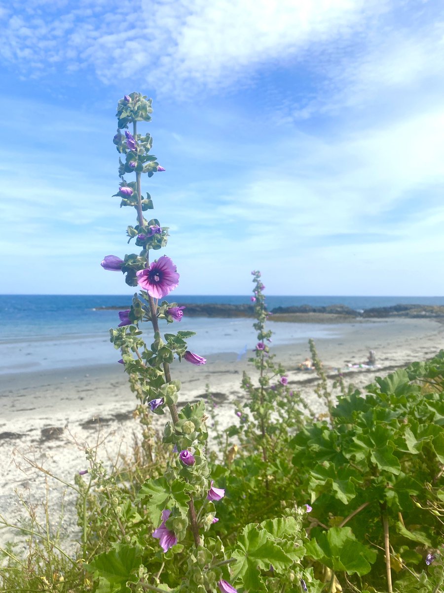 KerryGeddis's tweet photo. Glorious sunny Sunday at Knockinelder Beach ☀️🏖🏊🏼‍♀️🏊🏼‍♂️

#knockinelder #ardspininsula 

@NationalTrustNI 
@PensTourism 
@barrabest 
@WeatherCee 
@Louise_utv https://t.co/8KVuEODMJ1