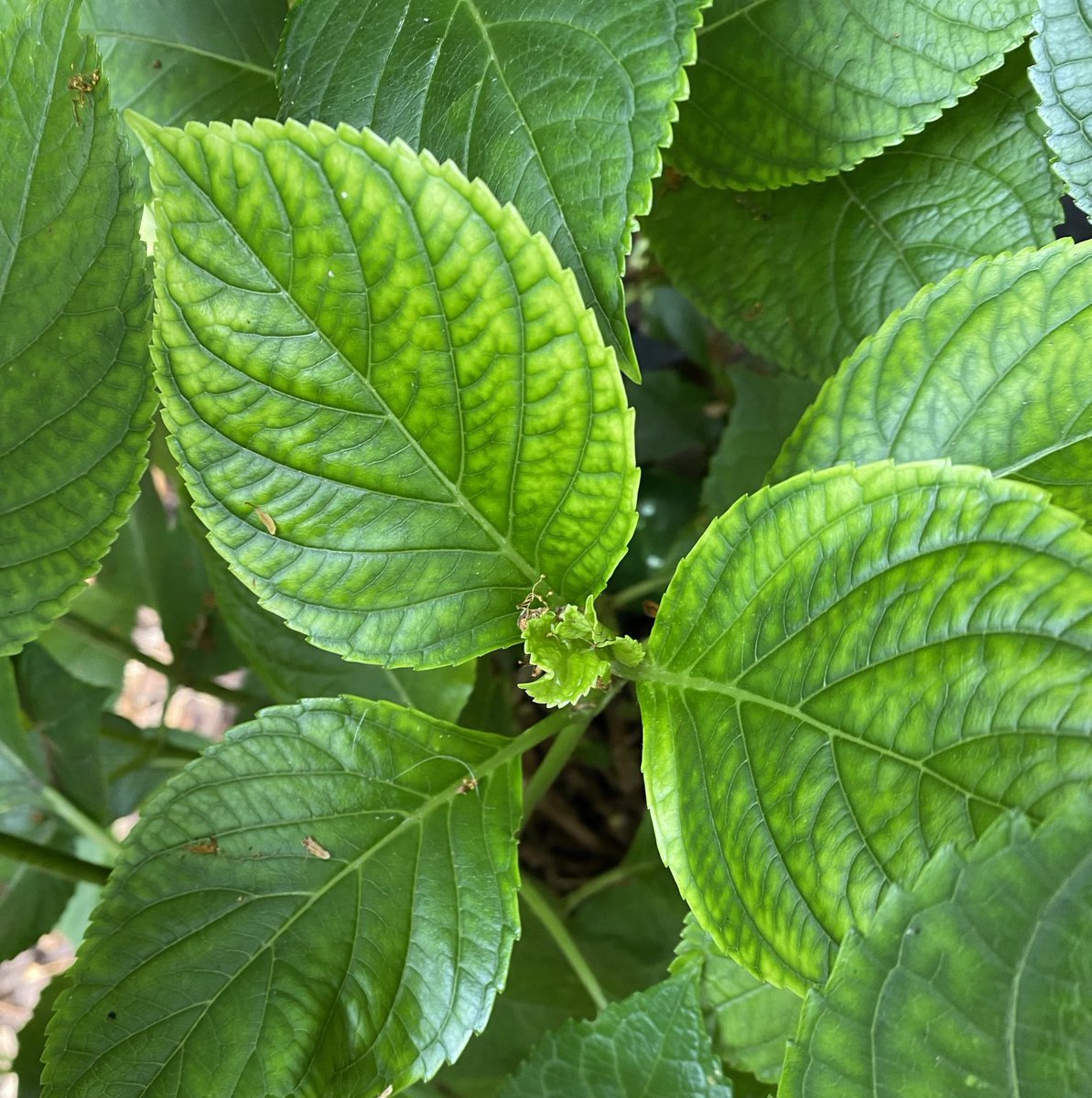 Blättergesichter zeigen an, wenn ihnen etwas fehlt. Diese sagen: 1 x Magnesium, bitte.  Mitarbeiter- und MitarbeiterinnenGesichter zeigen an, wenn etwas fehlt. Wer frühzeitig erkennt, wie Gesichter aussehen, die sagen: 1 x #Mediation, bitte, rettet #Teams und lässt sie aufblühen.