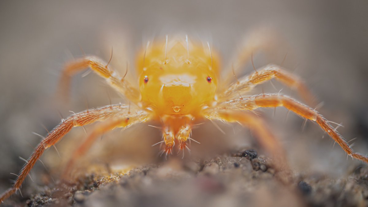 TimothyJonas's tweet photo. Whirligig mite (Anystidae) #MiteMonday https://t.co/nTb12UtaeI