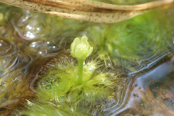 ムジナモはどんな植物なの 花が咲く時期や見られる施設 しまんトロッコガイド 地元のおばちゃんブログ