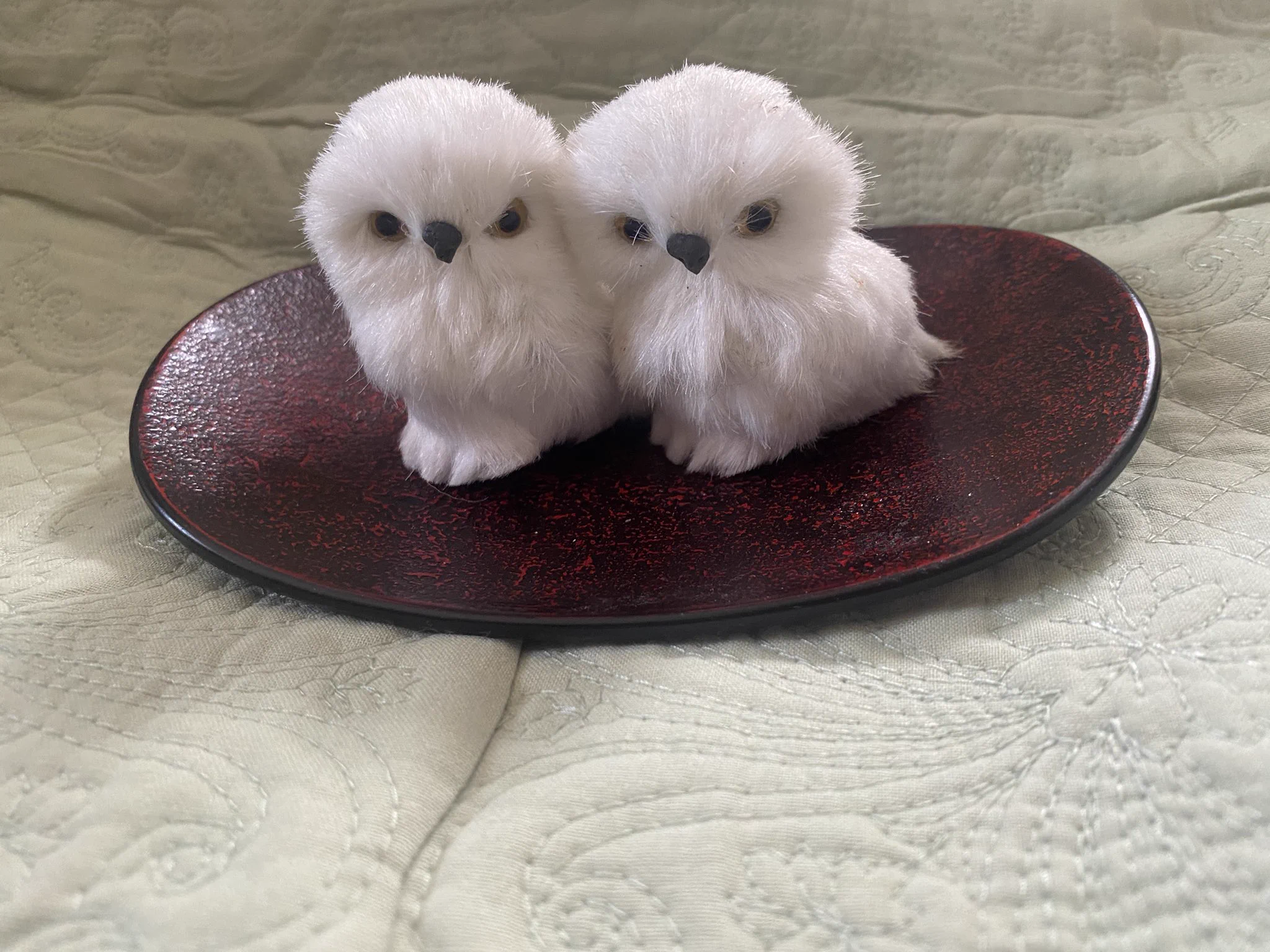 @daily_simaenaga 家の子達です❣️ 