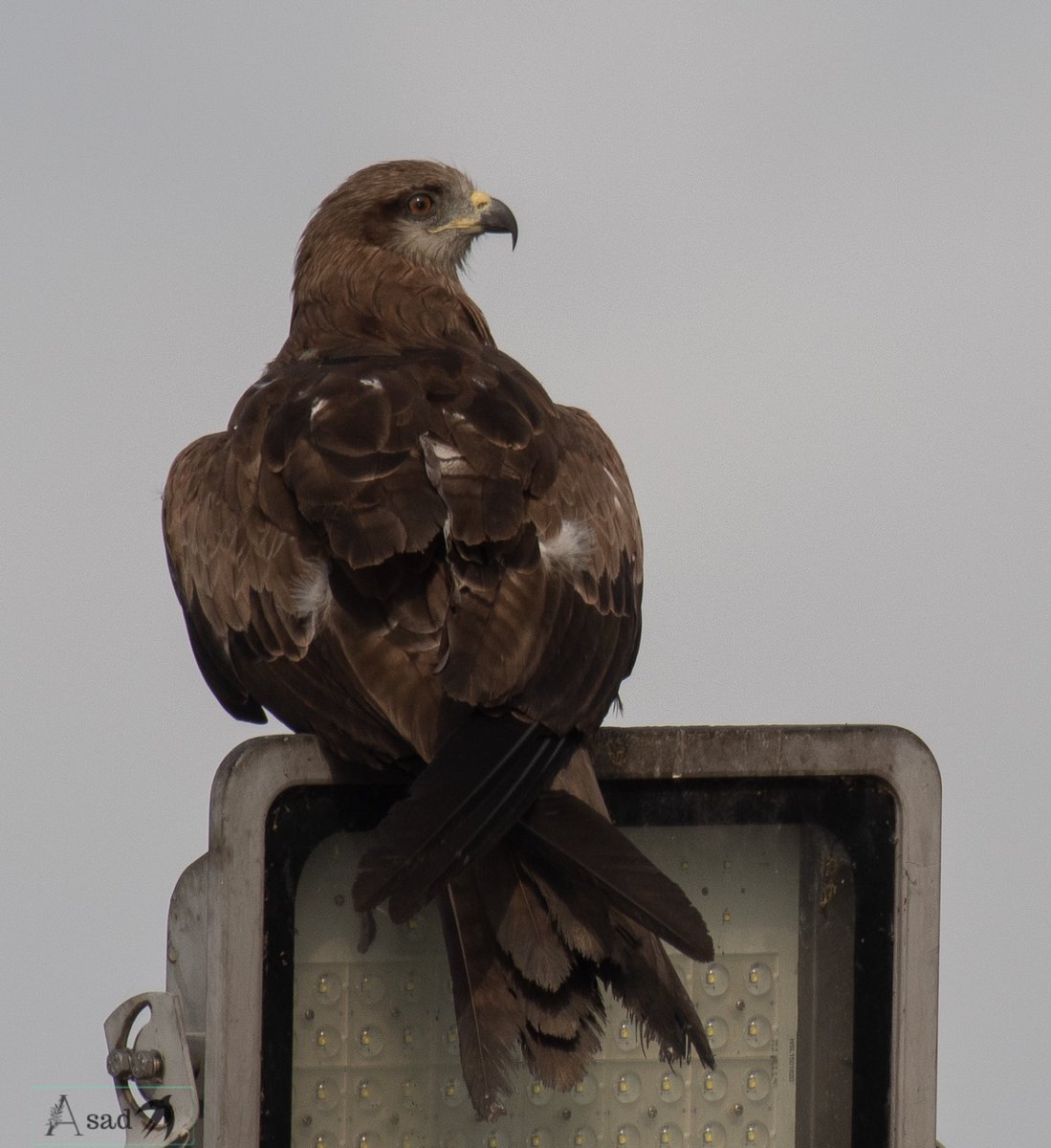HumayoonAsad's tweet photo. Black kite the common urban raptor!
#IndiAves #birdphotography https://t.co/b2U2DMQFNm