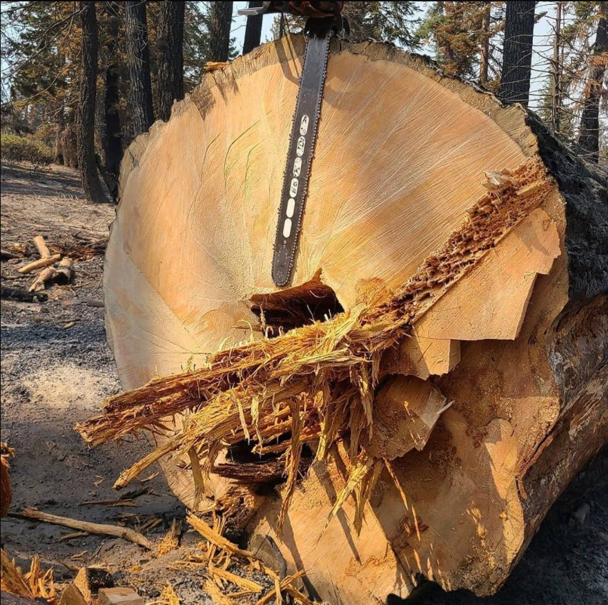 Follow her/his instagram for more post
#logger #logging #treecutting #arboristDouble cuts and punky butts Via @josiahjamesmarshall